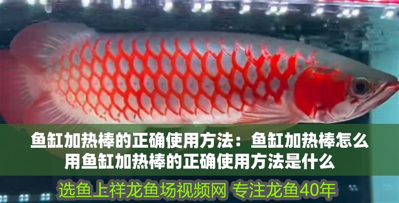 魚缸加熱棒的正確使用方法：魚缸加熱棒怎么用魚缸加熱棒的正確使用方法是什么