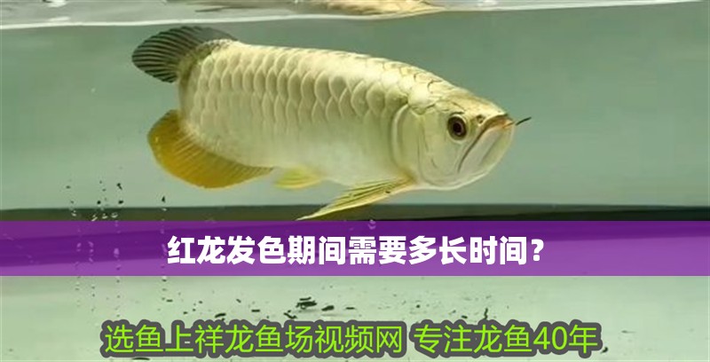 紅龍發(fā)色期間需要多長時間？