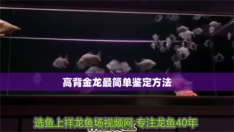 高背金龍最簡單鑒定方法 高背金龍最簡單鑒定方法 龍魚論壇