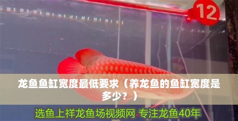 龍魚(yú)魚(yú)缸寬度最低要求（養(yǎng)龍魚(yú)的魚(yú)缸寬度是多少？）