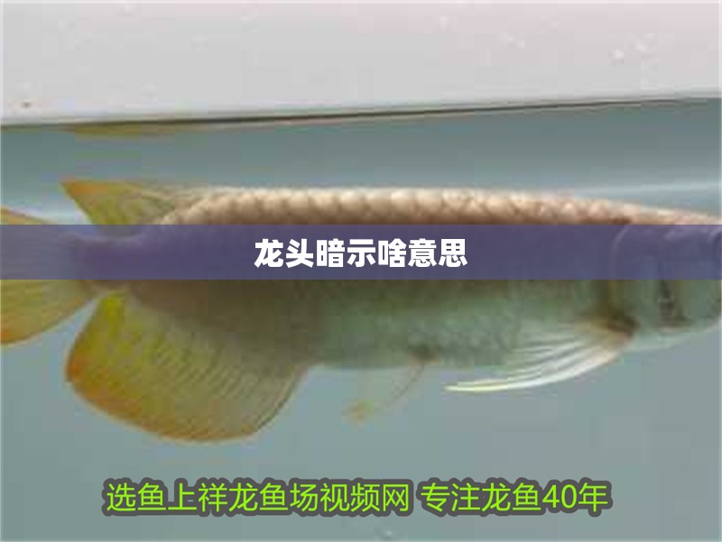 龍頭暗示啥意思
