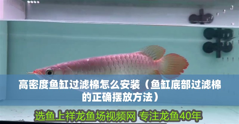 高密度魚缸過濾棉怎么安裝（魚缸底部過濾棉的正確擺放方法）