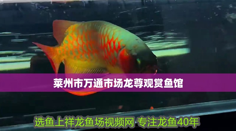 萊州市萬通市場龍尊觀賞魚館