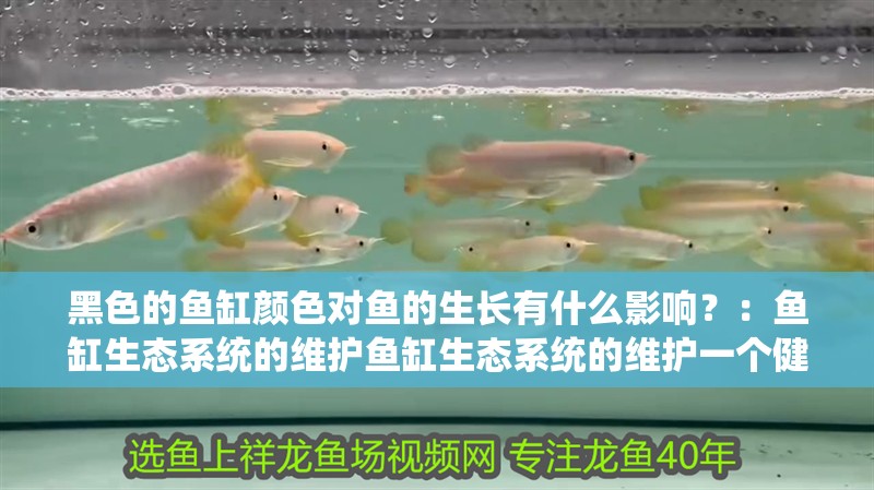 黑色的魚缸顏色對魚的生長有什么影響？：魚缸生態系統的維護魚缸生態系統的維護一個健康的魚缸生態系統 黑色的魚缸顏色對魚的生長有什么影響？：魚缸生態系統的維護魚缸生態系統的維護一個健康的魚缸生態系統 魚缸百科