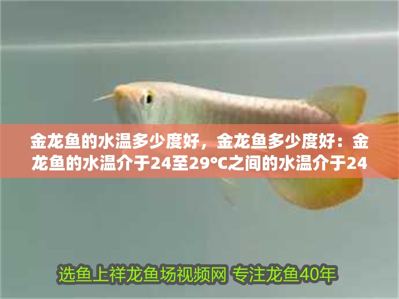 金龍魚的水溫多少度好，金龍魚多少度好：金龍魚的水溫介于24至29℃之間的水溫介于24至[需手動填充]左右