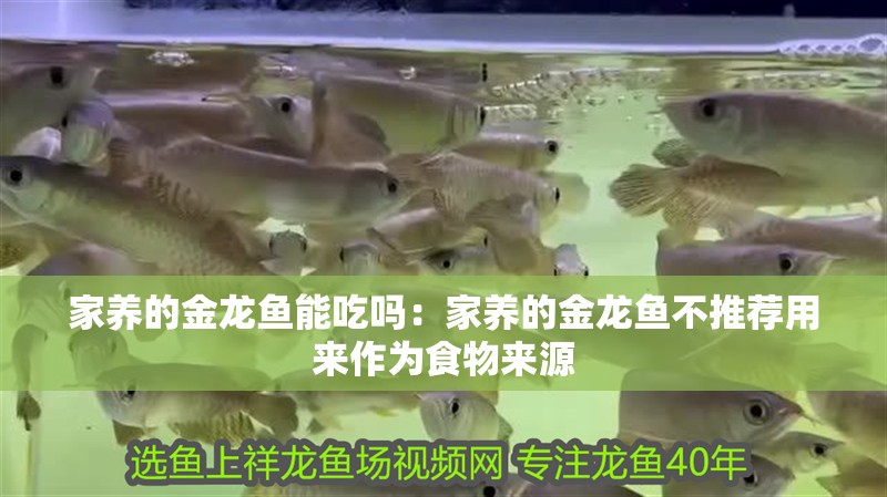 給大魚缸換水的作文:體驗給大魚缸換水的樂趣:體驗給大魚缸換水:給大魚缸換水的作文 家養的金龍魚能吃嗎:家養的金龍魚不推薦用來作為食物來源 龍魚百科 家養的金龍魚能吃嗎:家養的金龍魚不推薦用來作為食物來源 家養的金龍魚能吃嗎:家養的金龍魚不推薦用來作為食物來源 龍魚百科