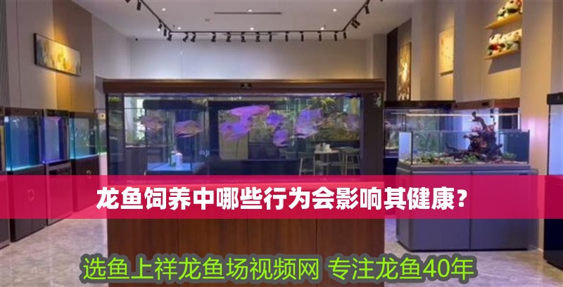 龍魚飼養中哪些行為會影響其健康？ 龍魚飼養中哪些行為會影響其健康？ 龍魚論壇