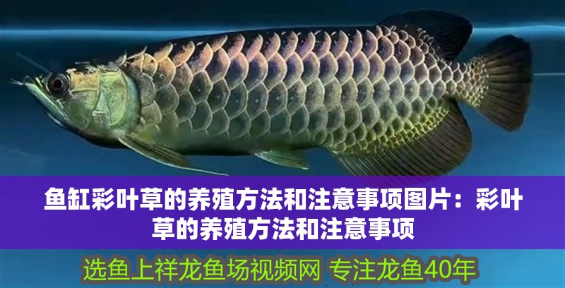 魚(yú)缸彩葉草的養(yǎng)殖方法和注意事項(xiàng)圖片：彩葉草的養(yǎng)殖方法和注意事項(xiàng)