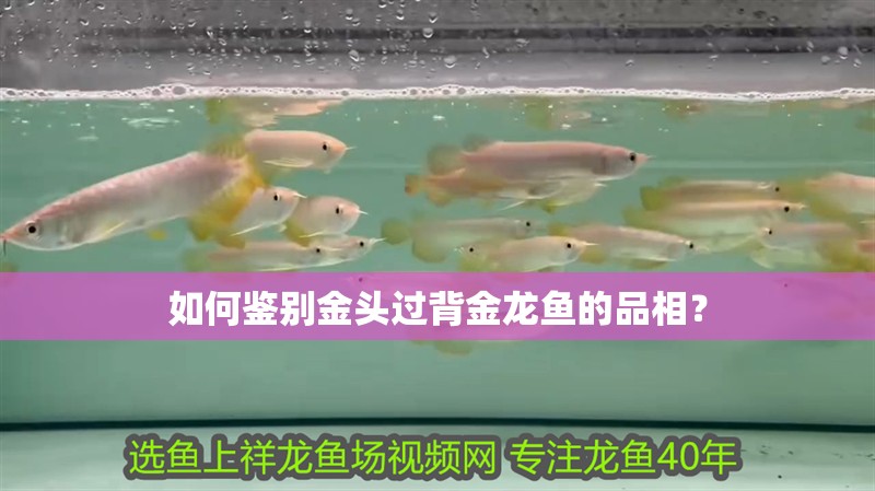 如何鑒別金頭過背金龍魚的品相？