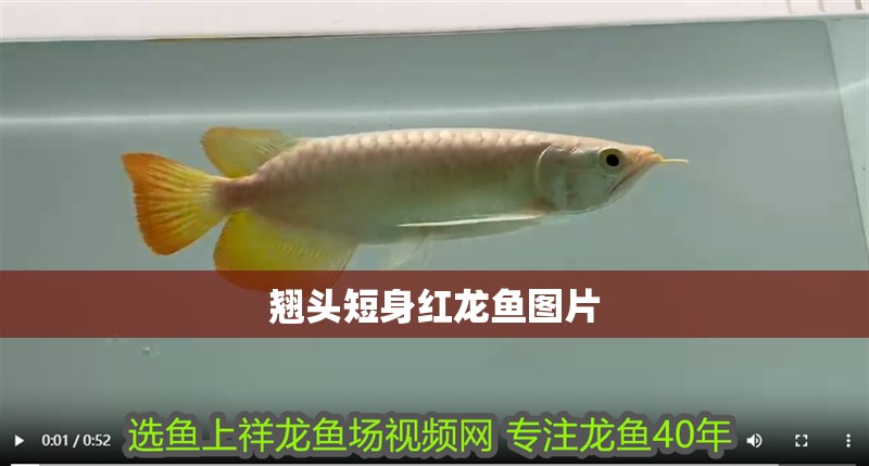翹頭短身紅龍魚圖片