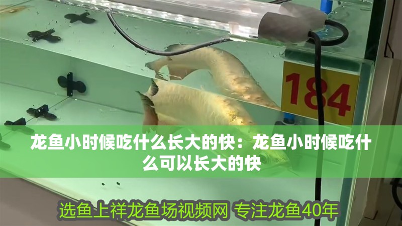 龍魚小時候吃什么長大的快：龍魚小時候吃什么可以長大的快