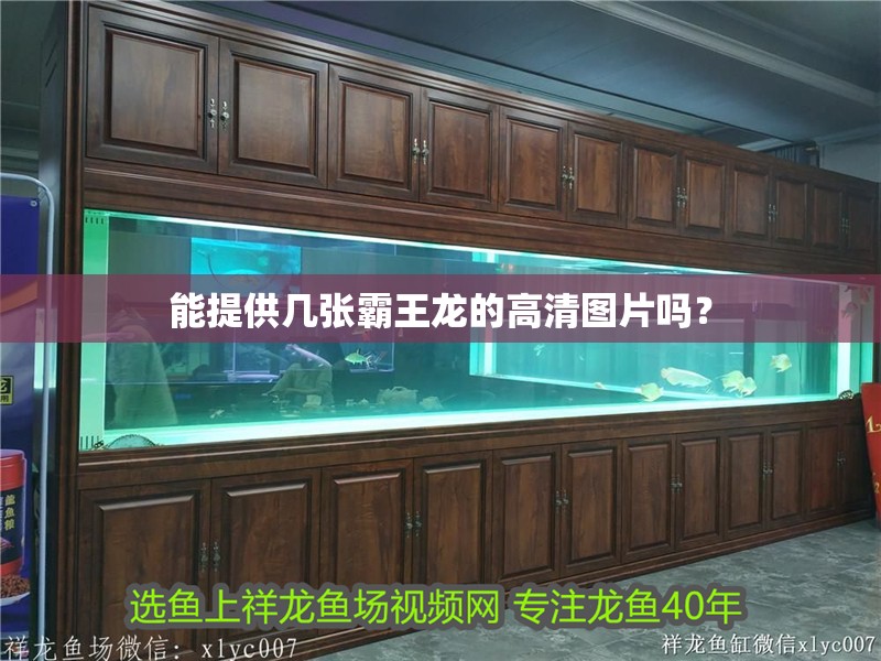能提供幾張霸王龍的高清圖片嗎？