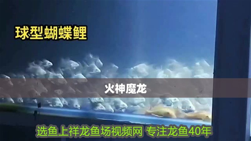 魚缸用增氧泵價格是多少:魚缸增氧機-xtrac增氧機-xtrac增氧機 火神魔龍 龍魚論壇 火神魔龍 火神魔龍 龍魚論壇