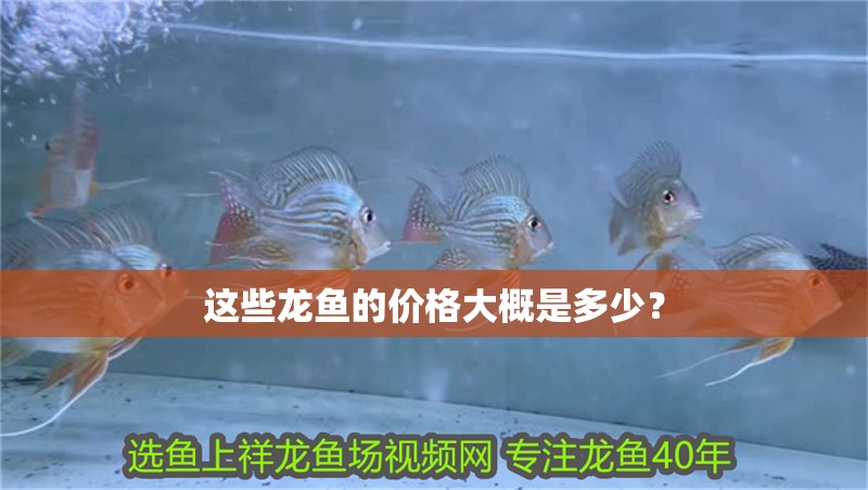 這些龍魚的價格大概是多少？ 這些龍魚的價格大概是多少？ 龍魚論壇