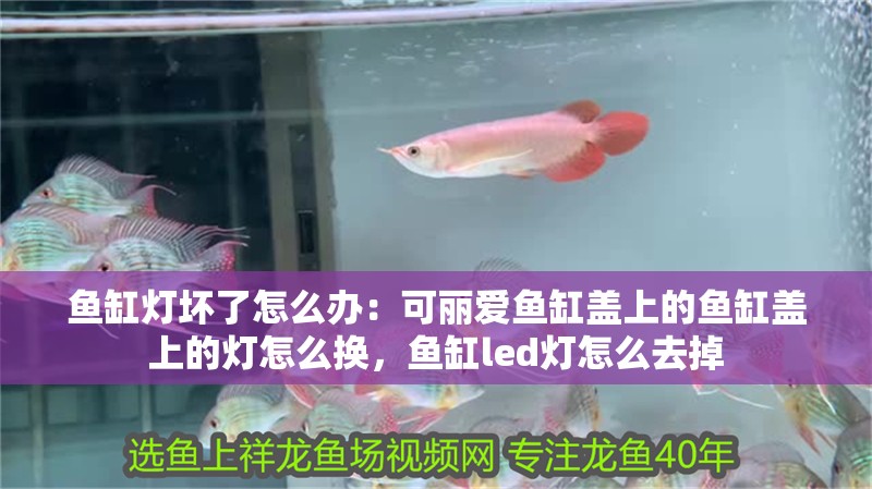 魚缸燈壞了怎么辦：可麗愛魚缸蓋上的魚缸蓋上的燈怎么換，魚缸led燈怎么去掉 魚缸燈壞了怎么辦：可麗愛魚缸蓋上的魚缸蓋上的燈怎么換，魚缸led燈怎么去掉 魚缸百科