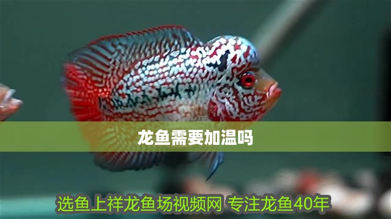 龍魚需要加溫嗎