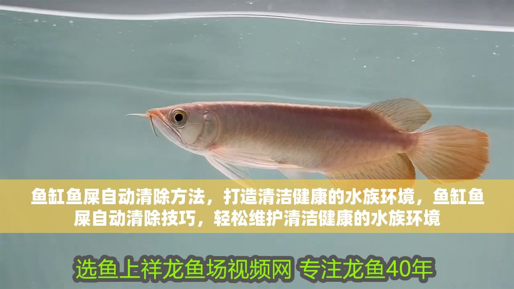 魚缸魚屎自動清除方法，打造清潔健康的水族環境，魚缸魚屎自動清除技巧，輕松維護清潔健康的水族環境