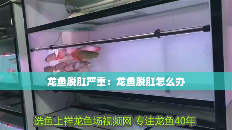 龍魚脫肛嚴重：龍魚脫肛怎么辦