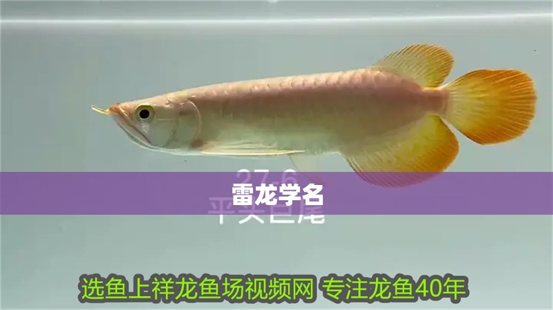 雷龍學名 雷龍學名 龍魚論壇