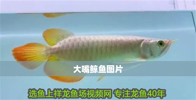大嘴鯨魚圖片