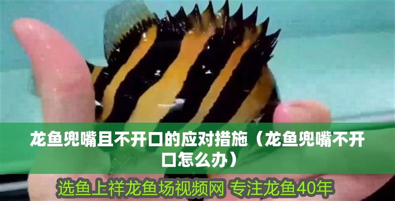 龍魚兜嘴且不開口的應對措施（龍魚兜嘴不開口怎么辦）