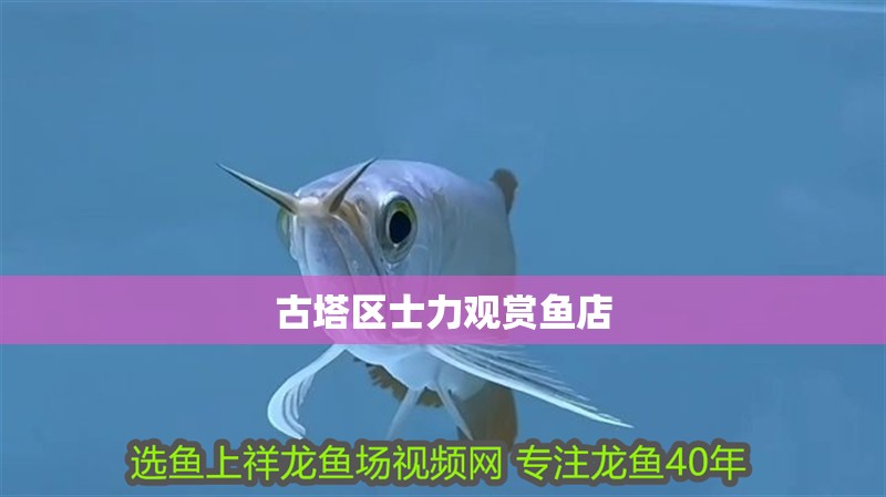 古塔區士力觀賞魚店