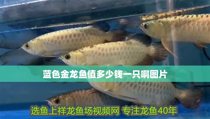 藍色金龍魚值多少錢一只啊圖片