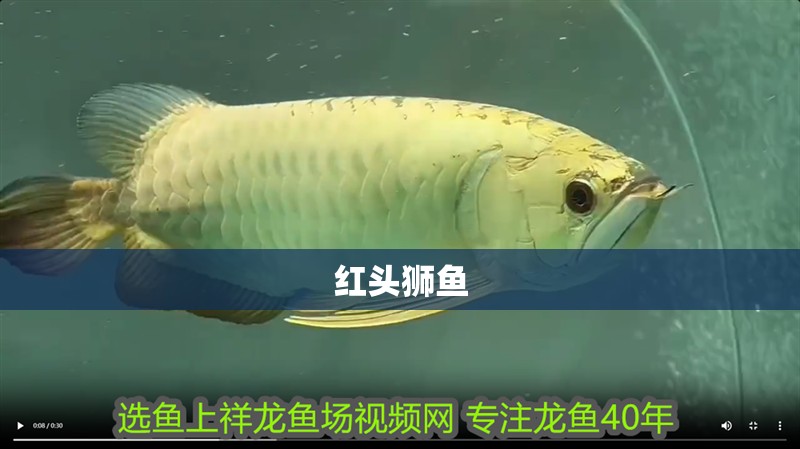 紅頭獅魚 紅頭獅魚 龍魚論壇