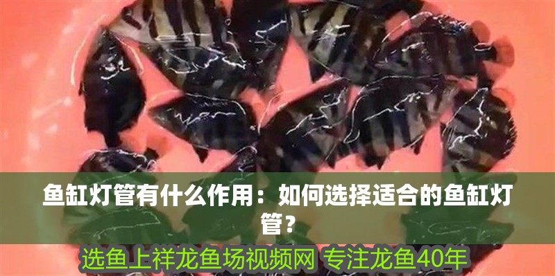魚缸燈管有什么作用：如何選擇適合的魚缸燈管？