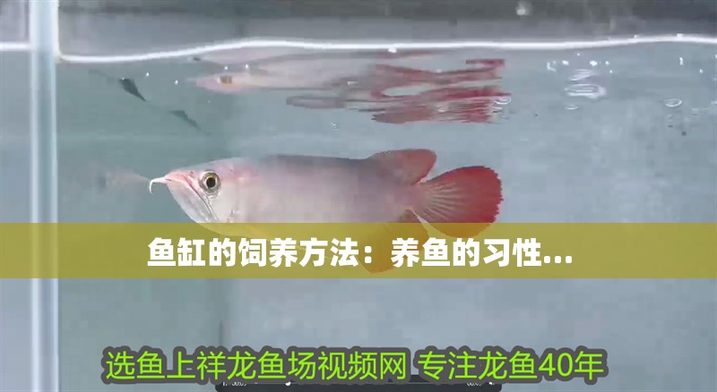 魚缸的飼養(yǎng)方法：養(yǎng)魚的習(xí)性…
