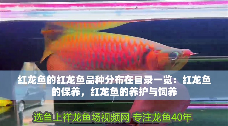 紅龍魚的紅龍魚品種分布在目錄一覽：紅龍魚的保養，紅龍魚的養護與飼養