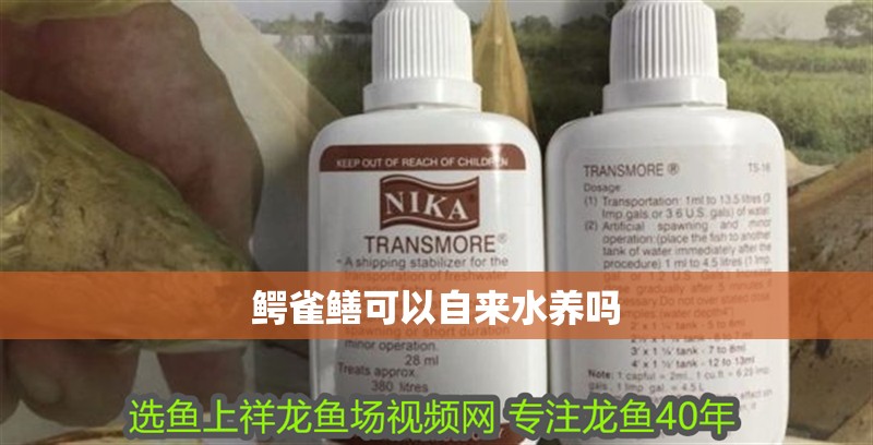 鱷雀鱔可以自來水養嗎