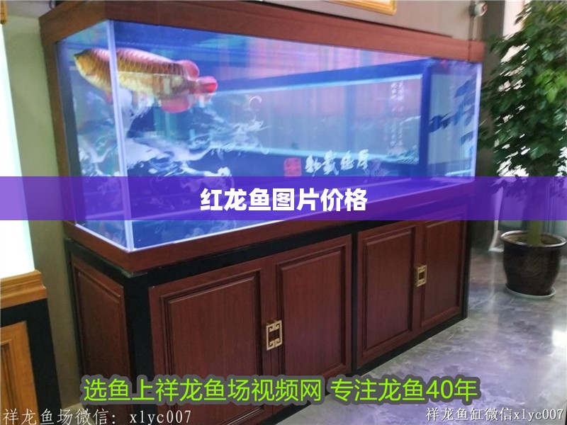 紅龍魚圖片價格