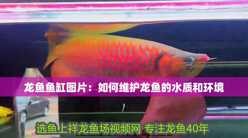 魚(yú)缸過(guò)濾器選購(gòu)指南:自制魚(yú)缸過(guò)濾器魚(yú)缸上置過(guò)濾器對(duì)于養(yǎng)魚(yú)愛(ài)好者的必備知識(shí) 龍魚(yú)魚(yú)缸圖片:如何維護(hù)龍魚(yú)的水質(zhì)和環(huán)境 魚(yú)缸百科 龍魚(yú)魚(yú)缸圖片:如何維護(hù)龍魚(yú)的水質(zhì)和環(huán)境 龍魚(yú)魚(yú)缸圖片:如何維護(hù)龍魚(yú)的水質(zhì)和環(huán)境 魚(yú)缸百科