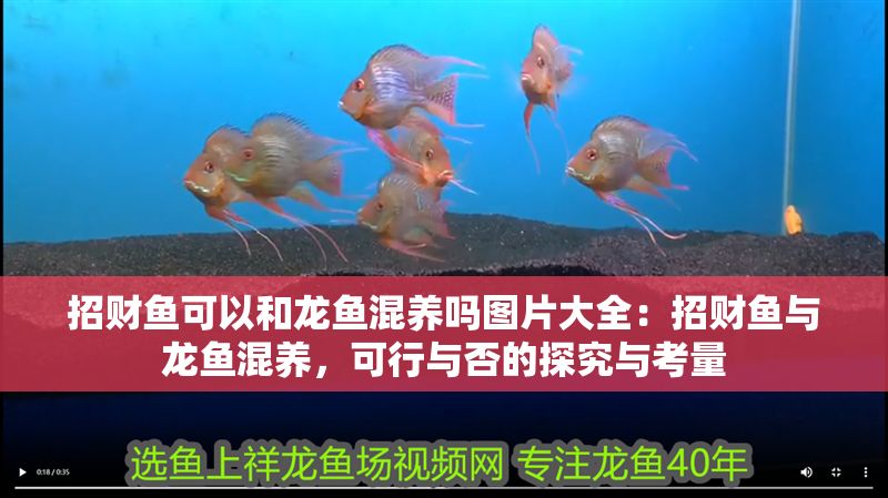 招財(cái)魚可以和龍魚混養(yǎng)嗎圖片大全：招財(cái)魚與龍魚混養(yǎng)，可行與否的探究與考量