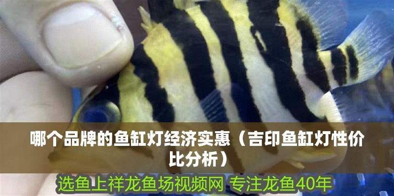 哪個品牌的魚缸燈經濟實惠（吉印魚缸燈性價比分析）