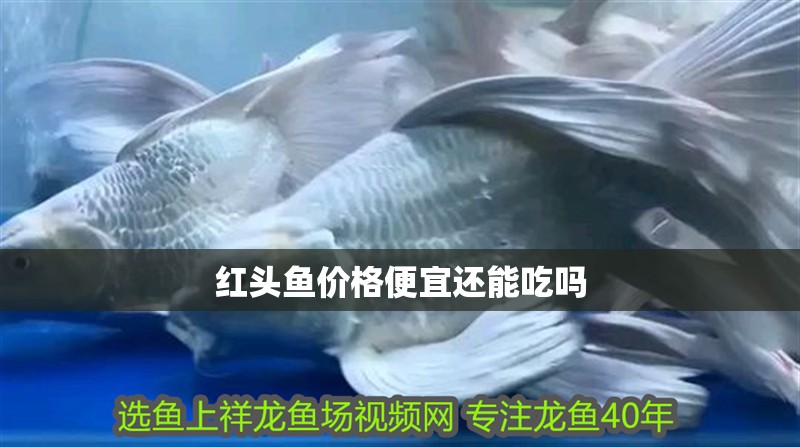 紅頭魚價格便宜還能吃嗎 紅頭魚價格便宜還能吃嗎 龍魚論壇