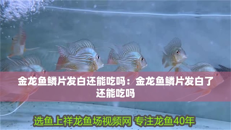金龍魚鱗片發(fā)白還能吃嗎：金龍魚鱗片發(fā)白了還能吃嗎