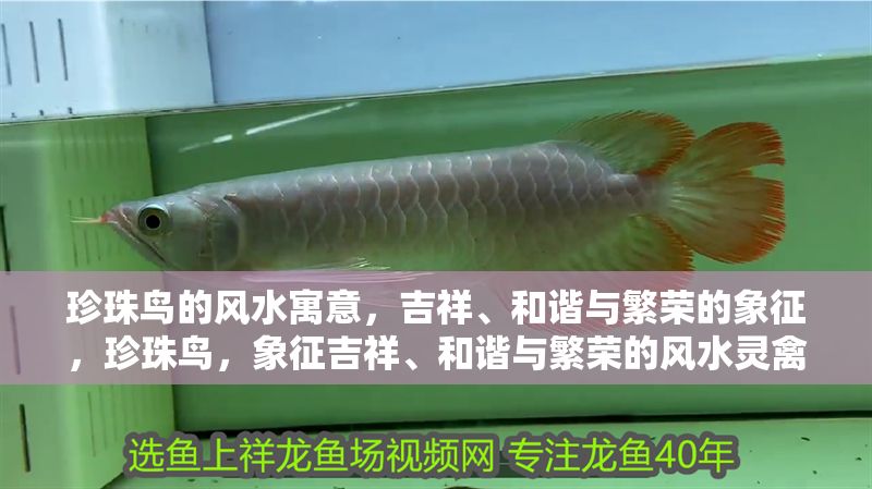 珍珠鳥的風水寓意，吉祥、和諧與繁榮的象征，珍珠鳥，象征吉祥、和諧與繁榮的風水靈禽 珍珠鳥的風水寓意，吉祥、和諧與繁榮的象征，珍珠鳥，象征吉祥、和諧與繁榮的風水靈禽 龍魚百科 第1張
