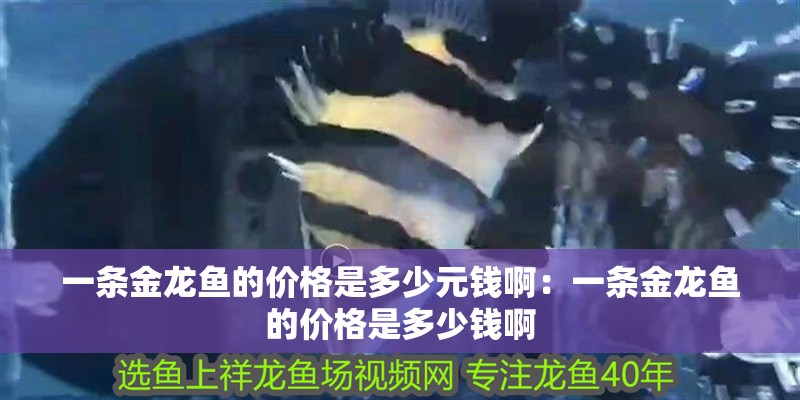 一條金龍魚的價格是多少元錢?。阂粭l金龍魚的價格是多少錢啊