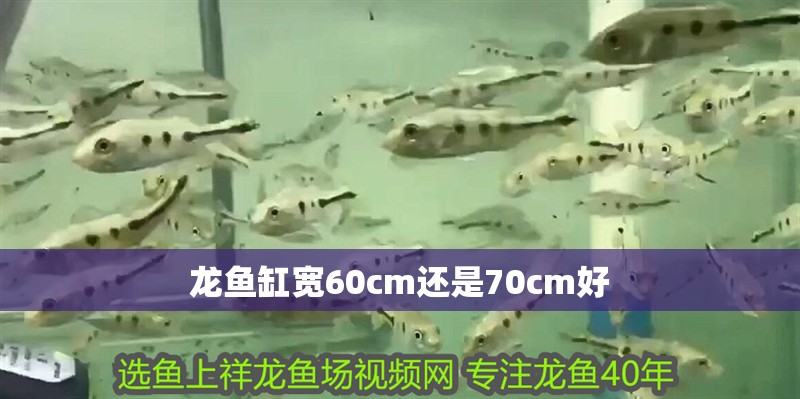 龍魚缸寬60cm還是70cm好