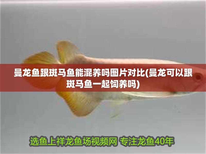 曼龍魚跟斑馬魚能混養(yǎng)嗎圖片對比(曼龍可以跟斑馬魚一起飼養(yǎng)嗎)