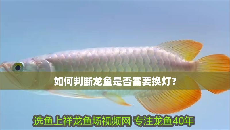 如何判斷龍魚是否需要換燈？