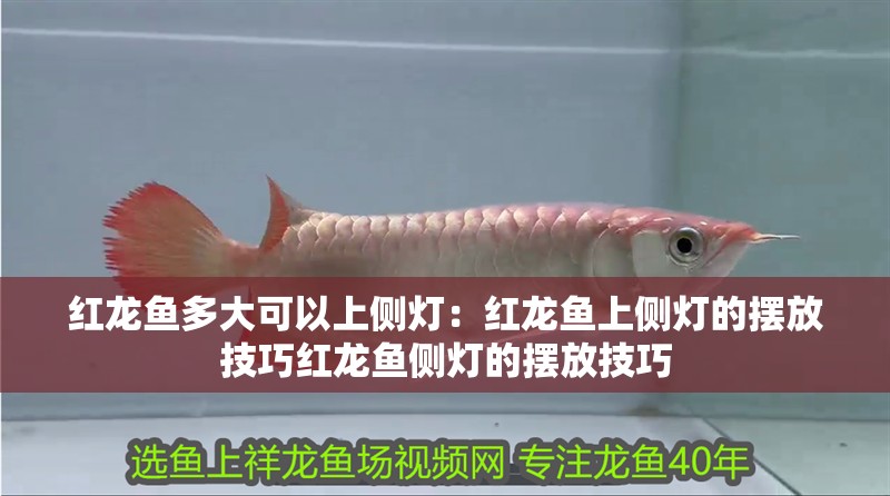 紅龍魚多大可以上側燈：紅龍魚上側燈的擺放技巧紅龍魚側燈的擺放技巧
