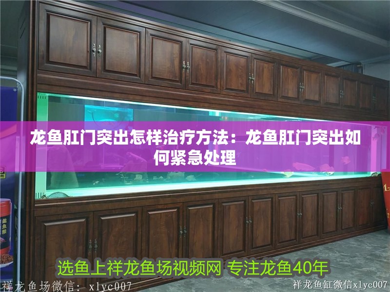 龍魚肛門突出怎樣治療方法：龍魚肛門突出如何緊急處理 龍魚肛門突出怎樣治療方法：龍魚肛門突出如何緊急處理 龍魚百科
