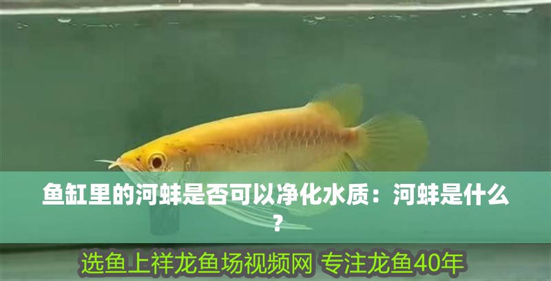 魚缸里的河蚌是否可以凈化水質：河蚌是什么？