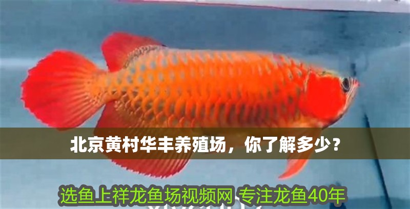 北京黃村華豐養殖場，你了解多少？