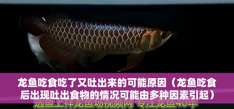 龍魚吃食吃了又吐出來的可能原因（龍魚吃食后出現吐出食物的情況可能由多種因素引起）