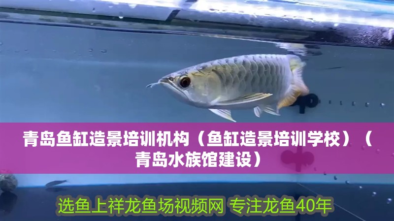 青島魚缸造景培訓機構（魚缸造景培訓學校）（青島水族館建設） 青島魚缸造景培訓機構（魚缸造景培訓學校）（青島水族館建設） 魚缸百科