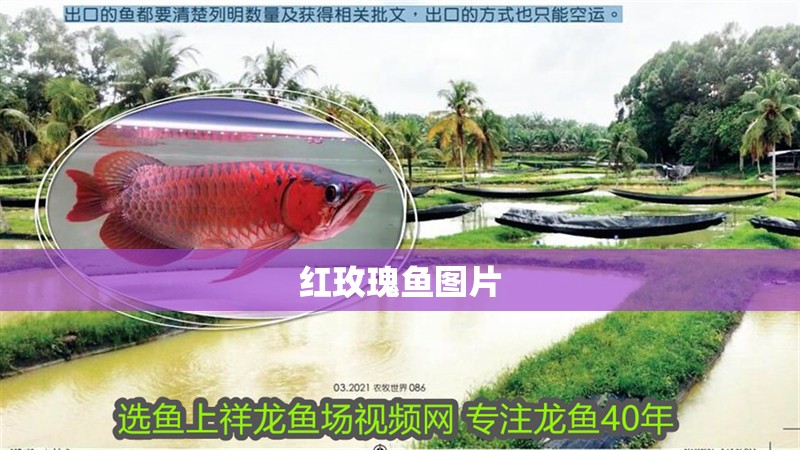 紅玫瑰魚圖片